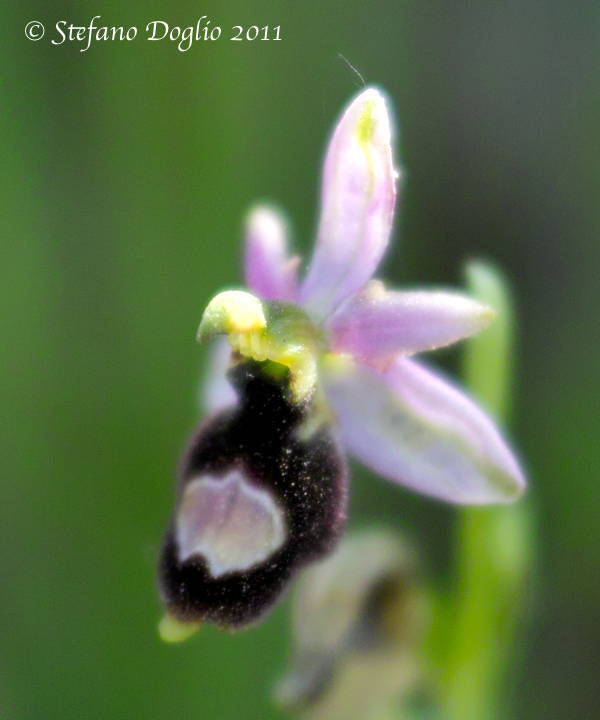 Ophrys bertolonii subsp. drumana